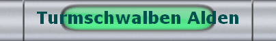 Turmschwalben Alden